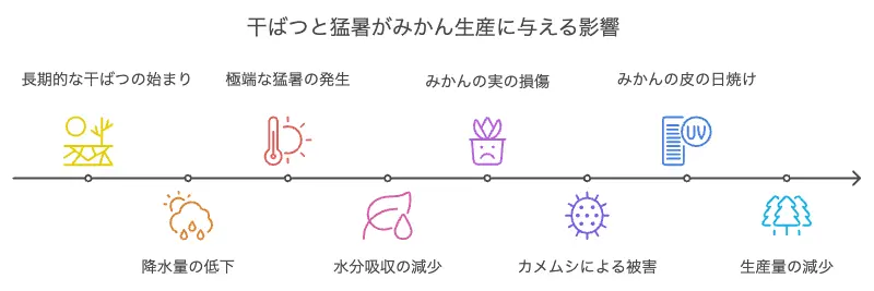 みかん不作の原因は？一体なぜ…？