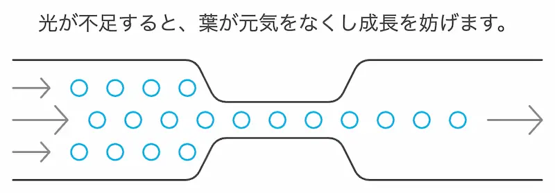 モウセンゴケが枯れる理由　2